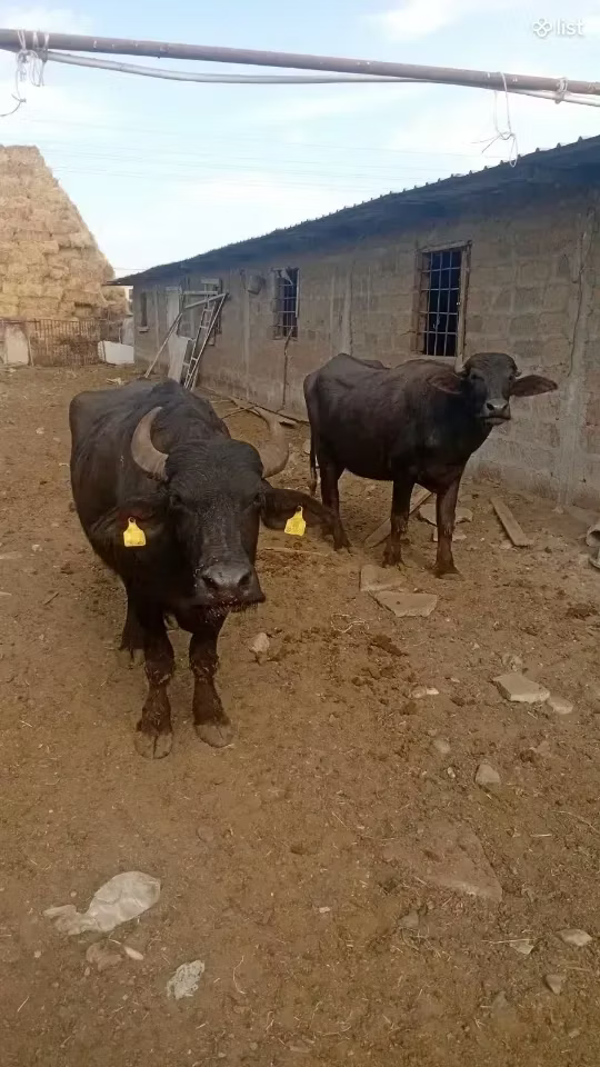 Afrikanischer Büffel