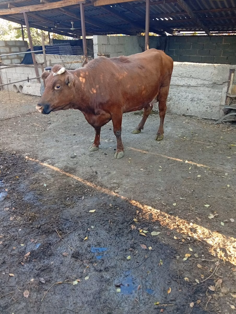 Rotes Steppenrind