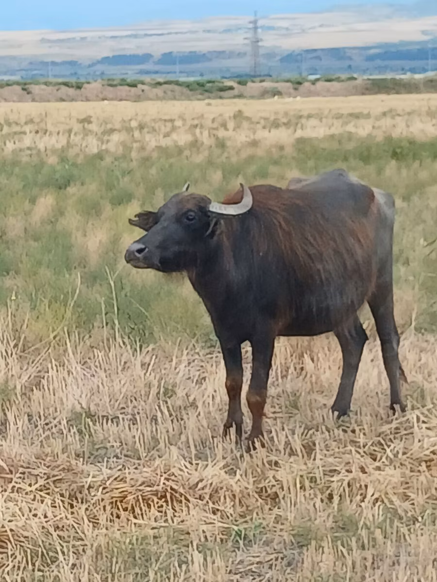 Afrikanischer Büffel