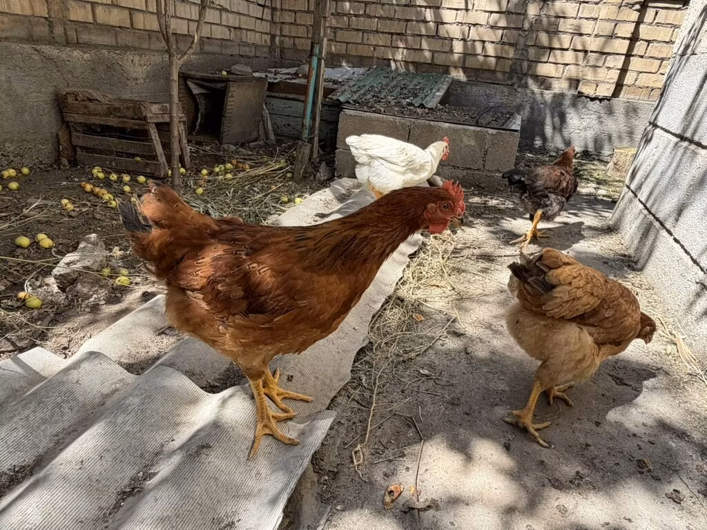 Thailändisches Kampfhuhn