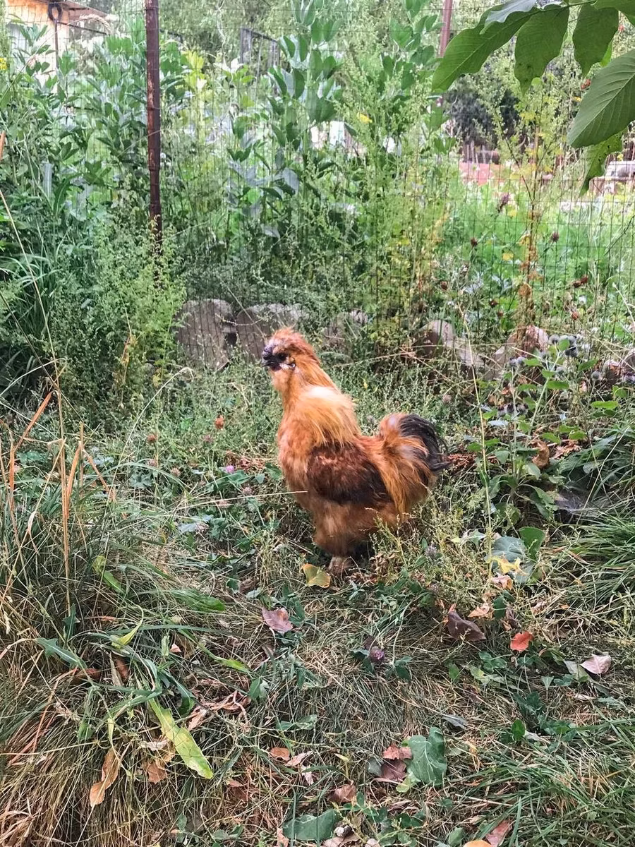 Thailändisches Kampfhuhn