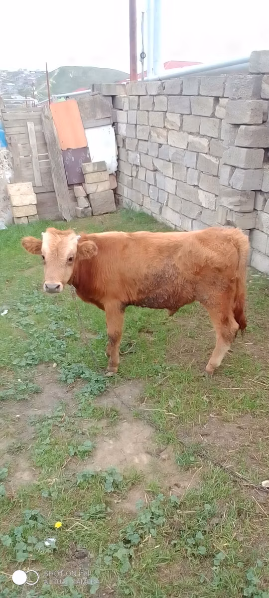 Симментал тукуму