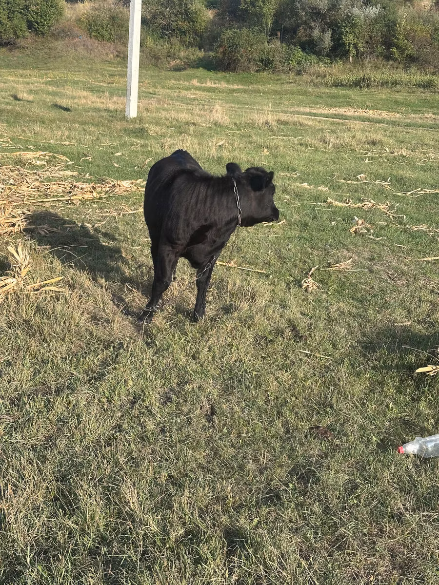 Каста корова