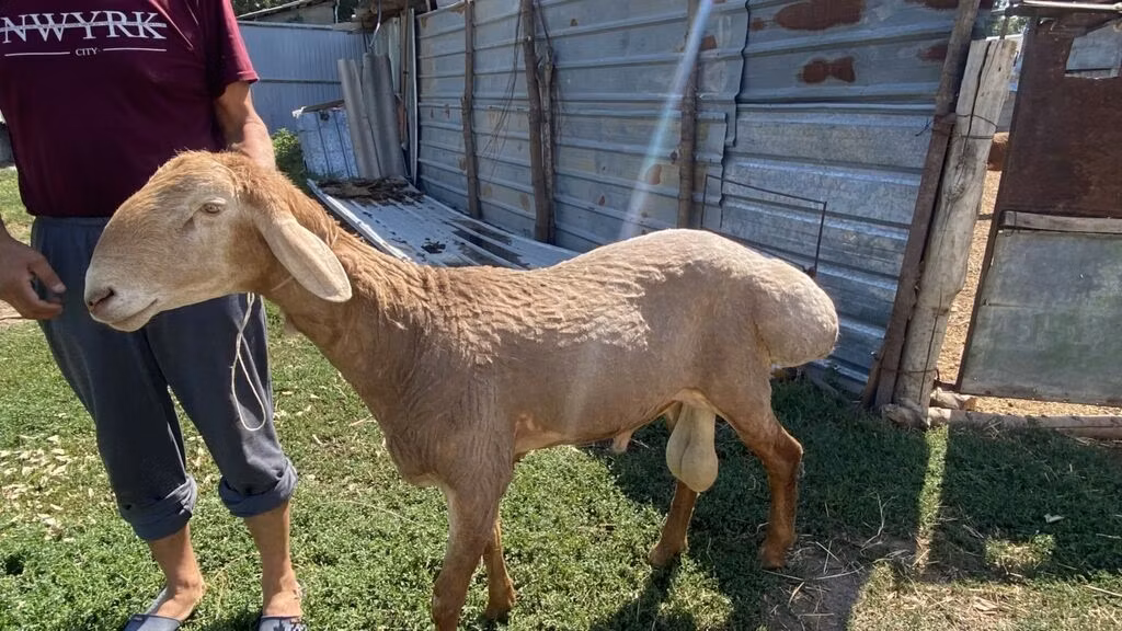 Edilbay sheep
