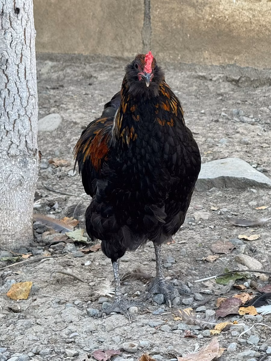 अमेराउकाना