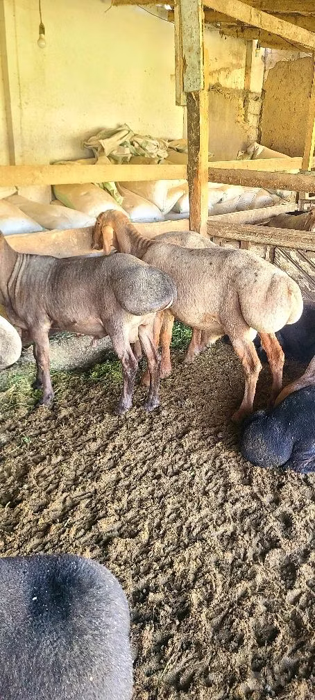 Эдильбай койу