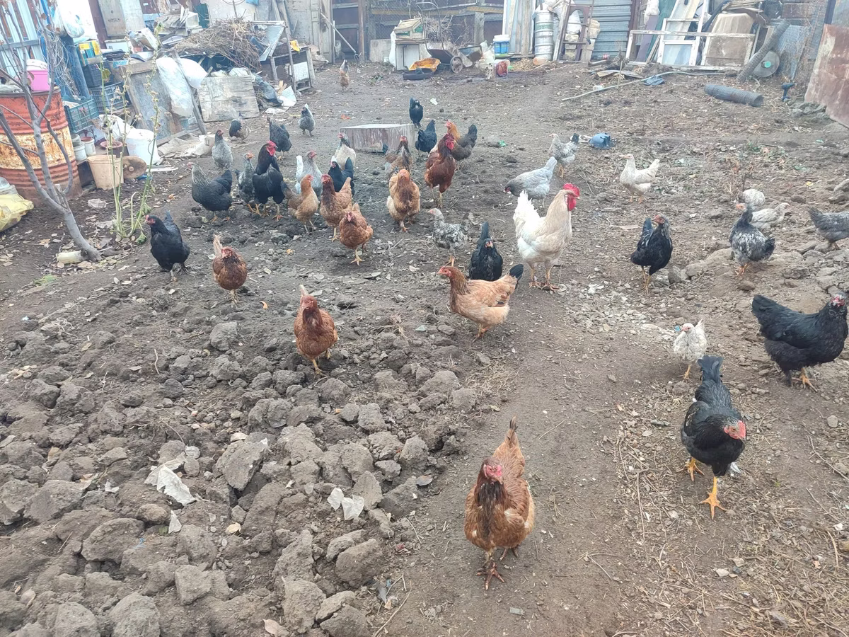 براهما