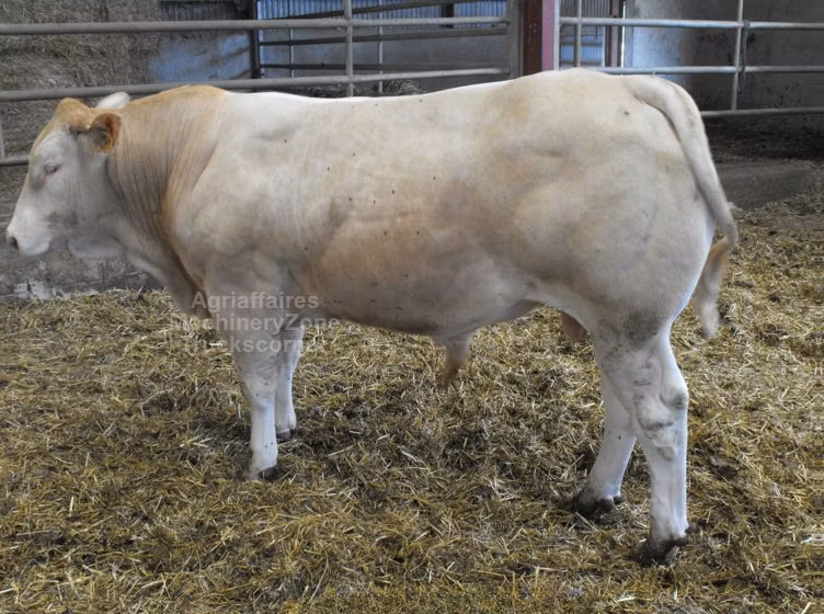 Blonde d’Aquitane cattle