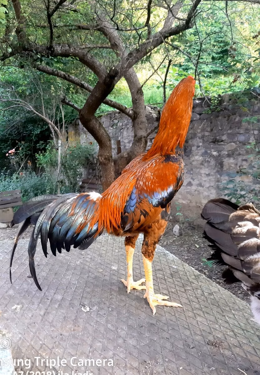 Thailändisches Kampfhuhn