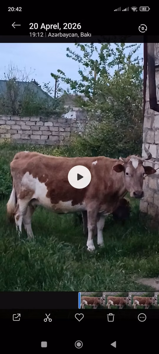 Aserbaidschanisches Zebu