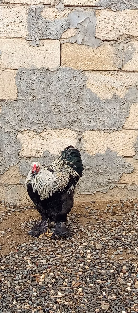 براهما