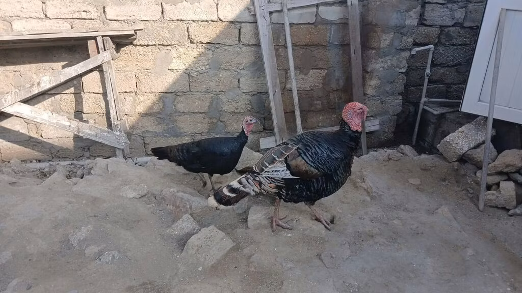 Широкий белый крупноплодный