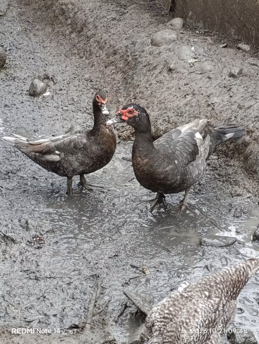 Domestic Muscovy