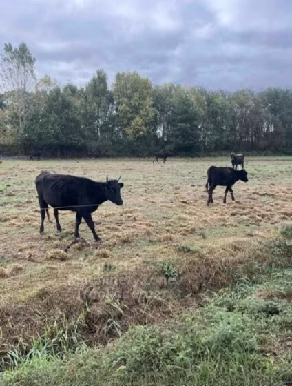Wagyu
