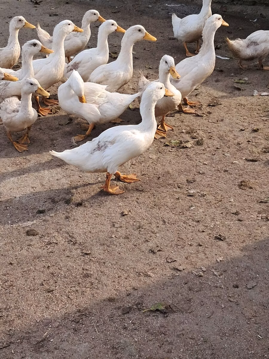 Пекин өрдөгү