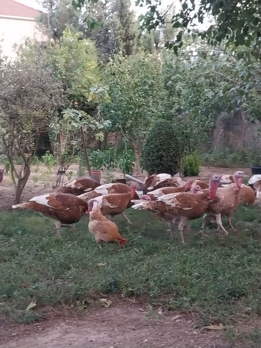 Бургонский красный