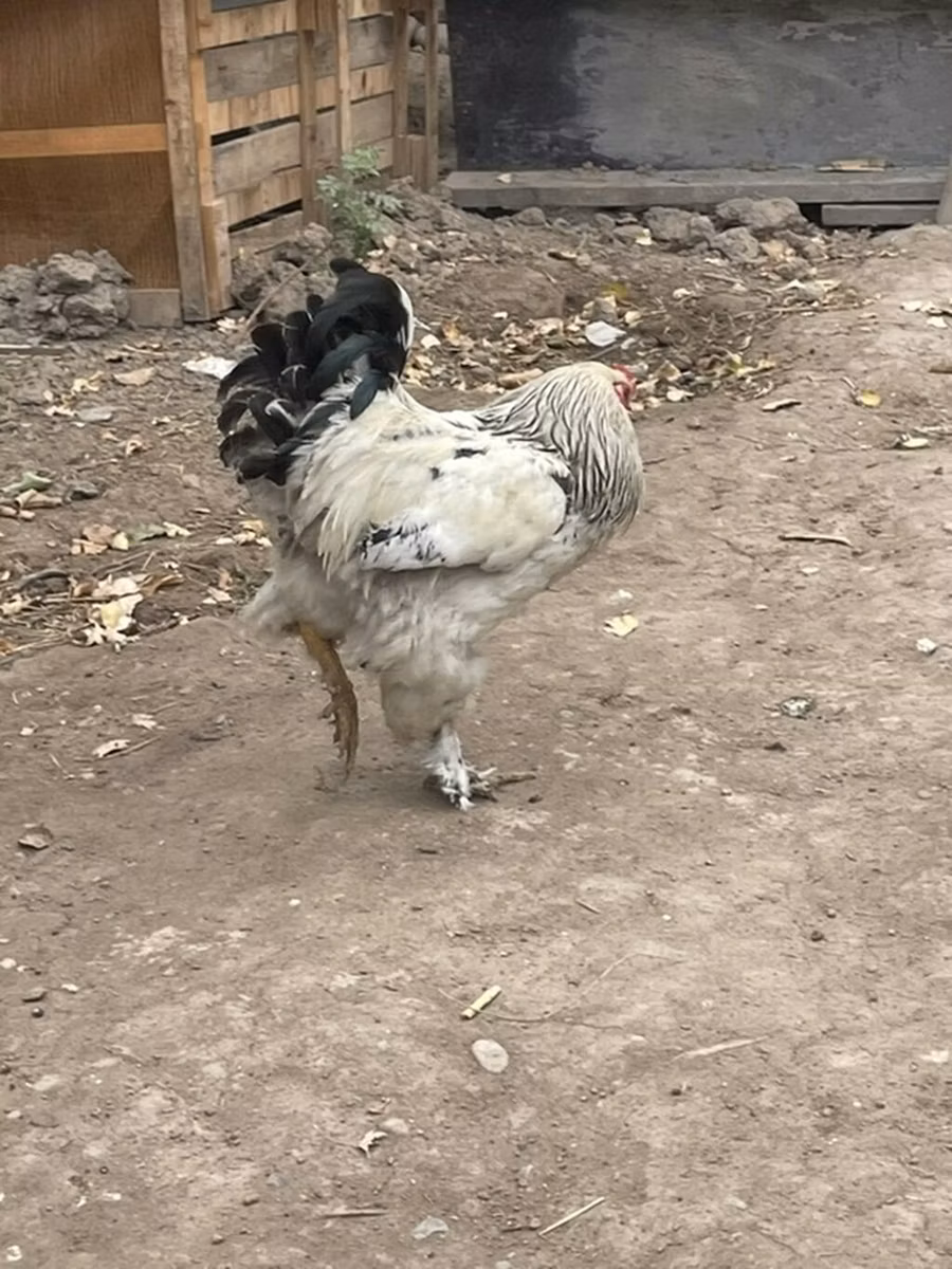 Брама