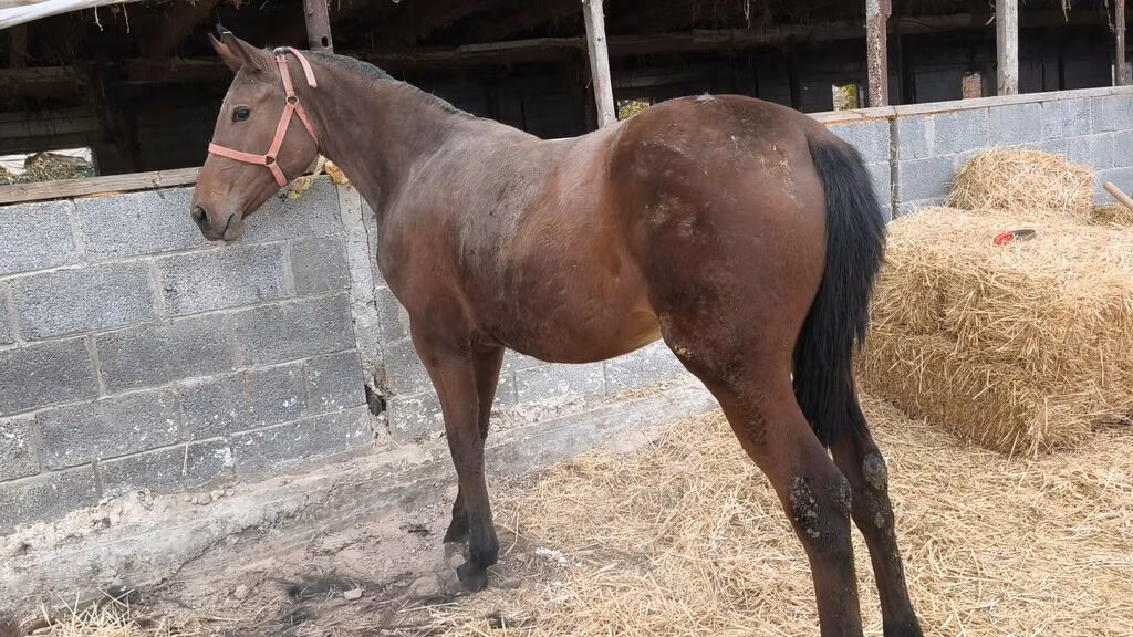 Thoroughbred horse
