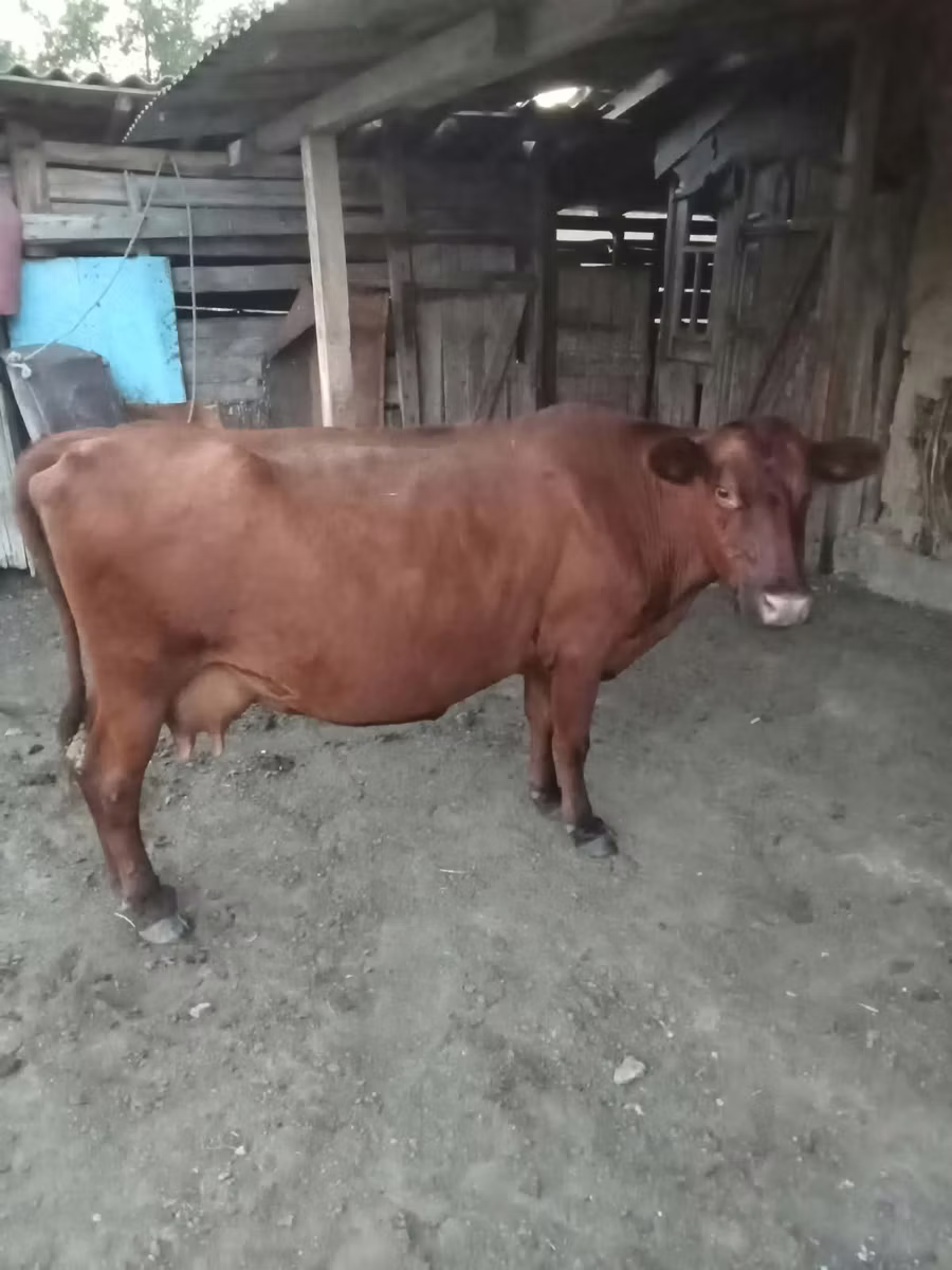 Rote hornlose Kuh