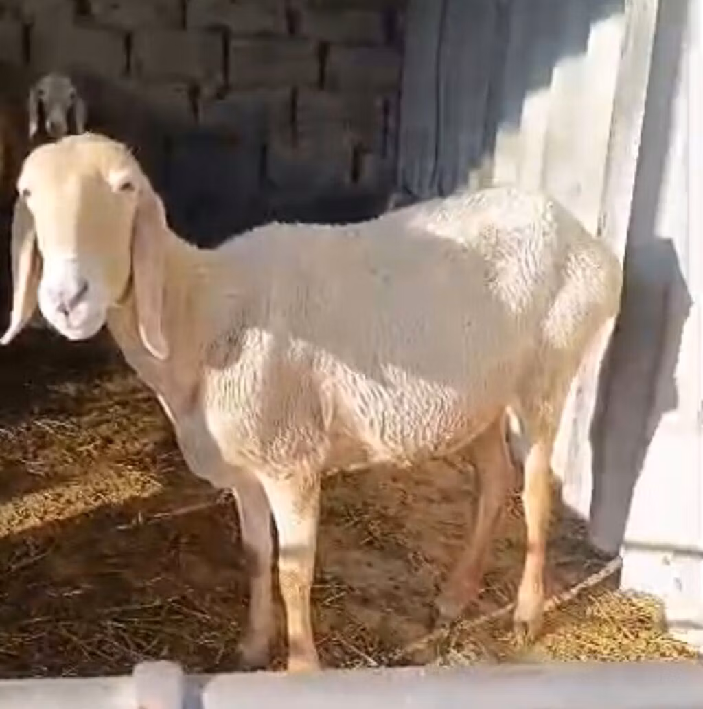 Авасси овца