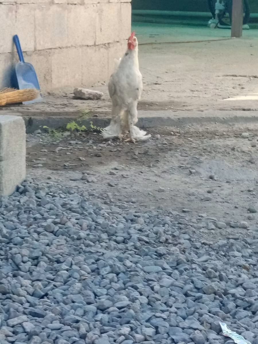 Bergische Kräher