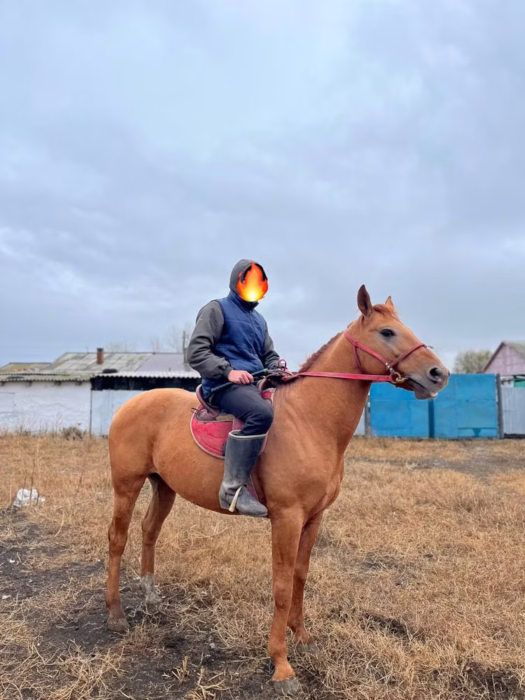 Russian Don