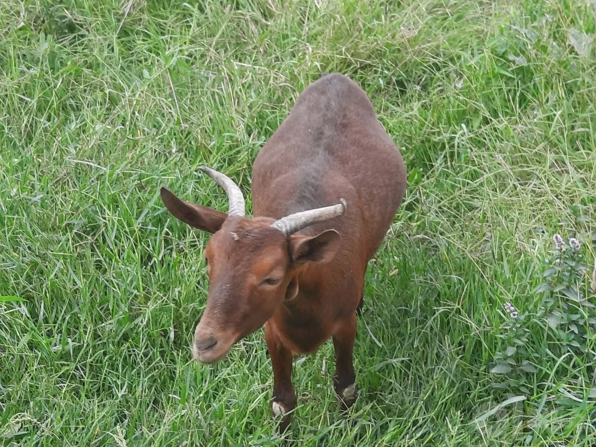 Murcia-Granada goats