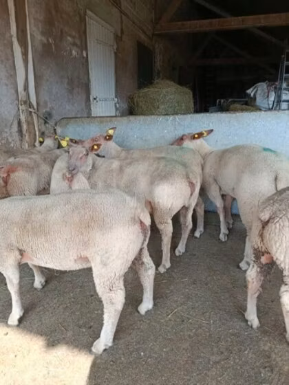 Charollais sheep