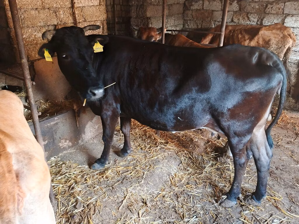 Wilder Yak