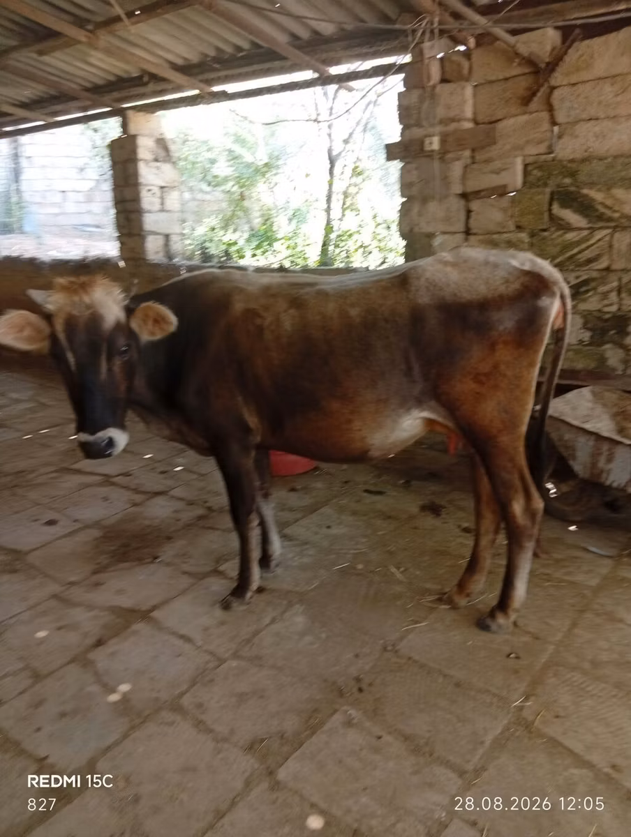 Aserbaidschanisches Zebu