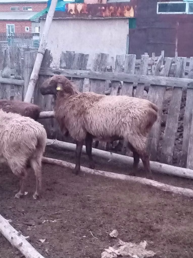 Эдильбай койу