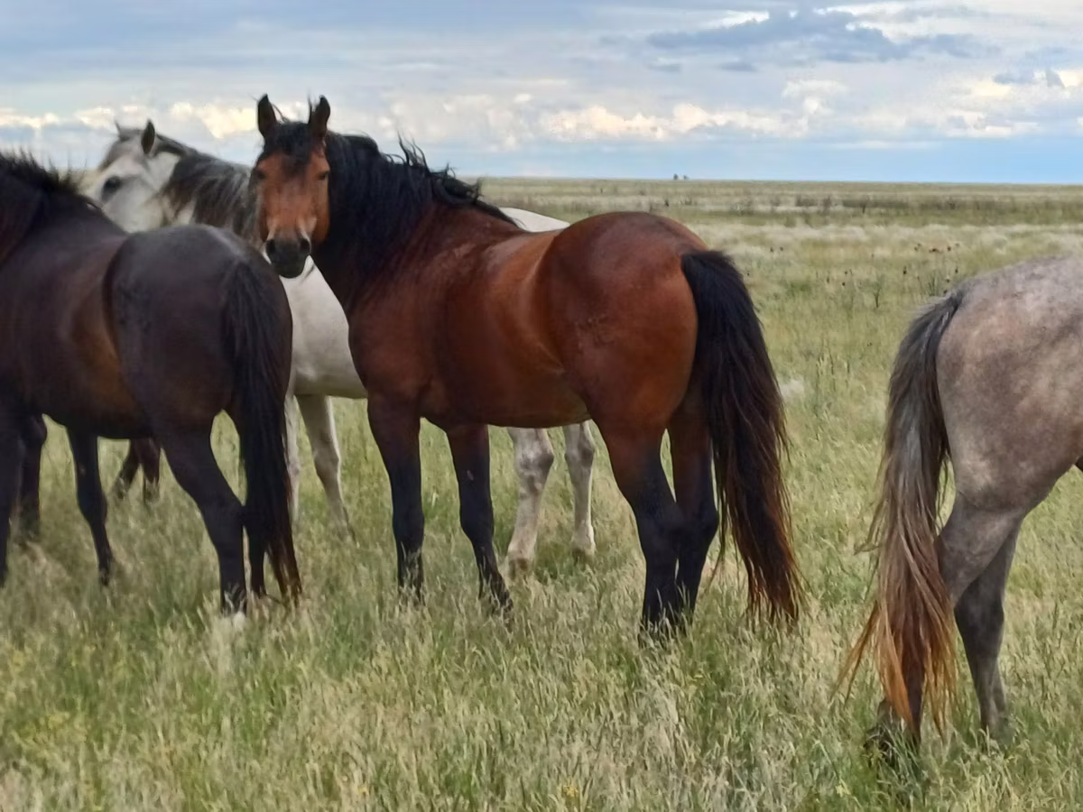 Kushum Horse