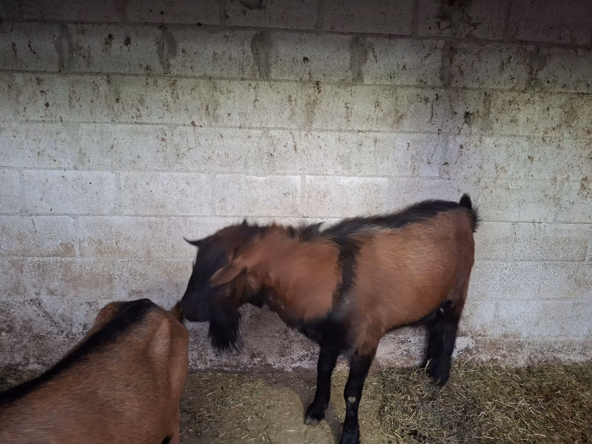 Italian Alpine goat