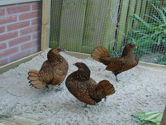 bantam