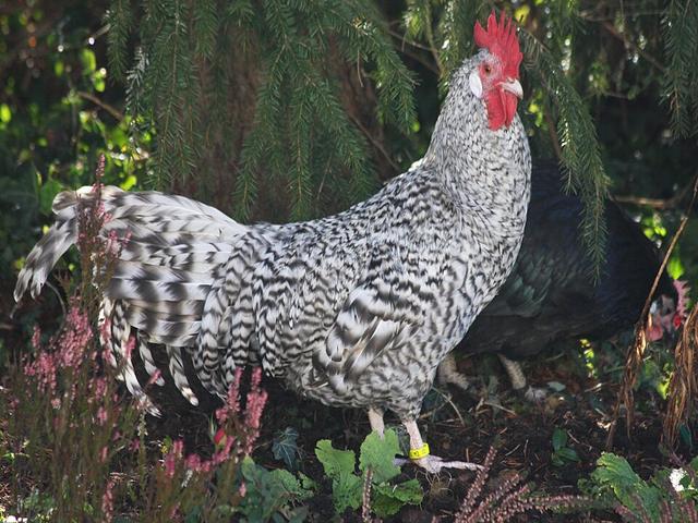 Creeper chickens