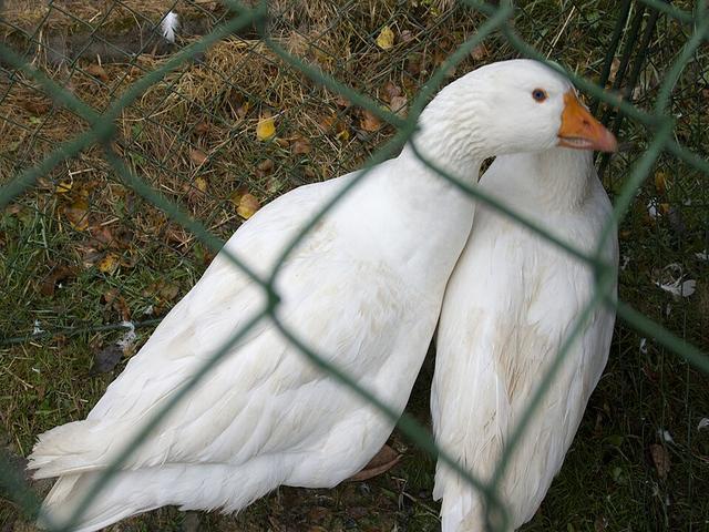české